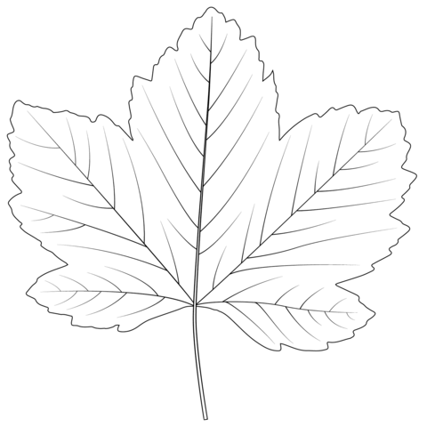 Sycamore Maple Leaf Coloring Page